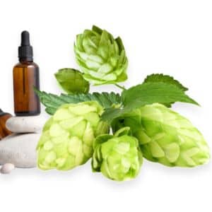 A close-up of mature hops flowers resting against decorative rocks, with a tincture bottle of Mature Hops Extract MHE3 placed on top, symbolizing nature’s potent gift for metabolism and wellness.