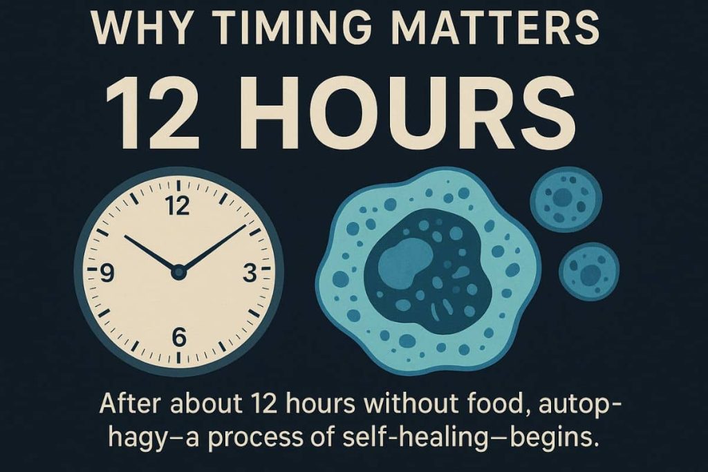Graphic showing a 12-hour fasting window with a clock and cells, symbolizing the body’s shift into repair and renewal when given a break from food.